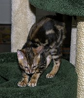 Trim's first week home, 12 weeks old.  